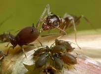 Secret of success:  Get the mind-set of an ant!