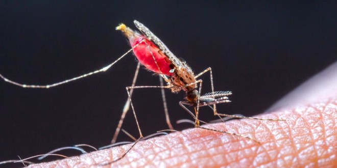 Rapidly-changing genes help malaria parasites hide in human body for long periods