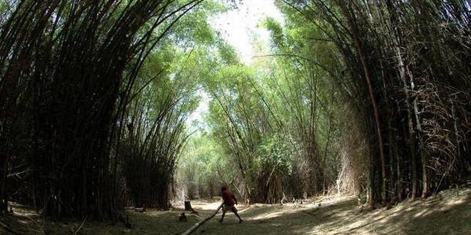 Bamboo will be treated as a Grass !