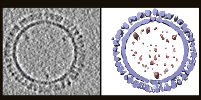 1918 influenza virus-3D structure by Scientists