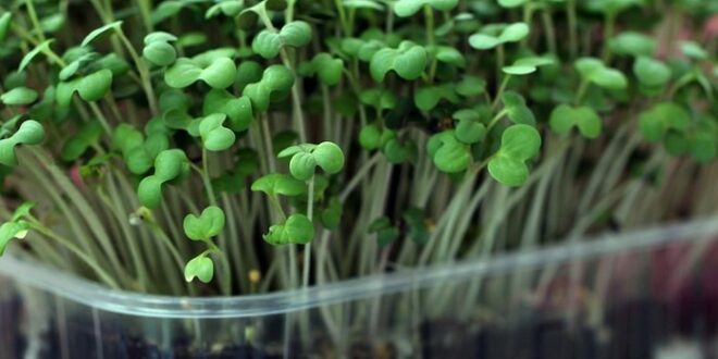 Growing microgreens at home-Easy steps shared by a 17 year old !