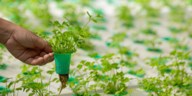 Kochi Students Create Low-Cost Innovative Solution That Triples Hydroponics Yield