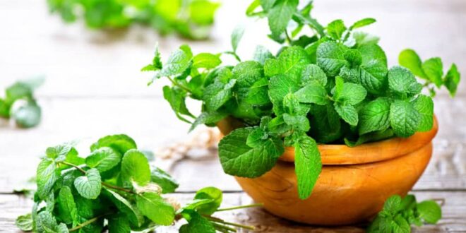 10 Plants You Can Grow Anywhere At Home To Keep Mosquitoes At Bay