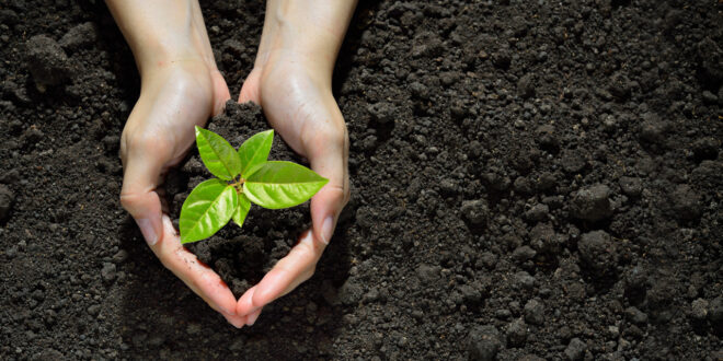 Citizens of  Kolkata Planted 1000 Trees to Transform  Their Locality ; 5 Ways You Can Start Now Too