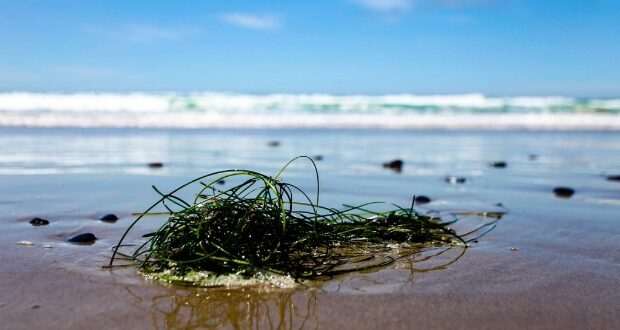 Seaweed Can Absorb Carbon 35 Times Faster Than Rainforests: Here’s Why It Matters