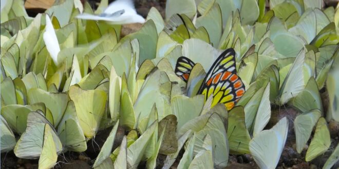 Kerala Gets India’s First Butterfly Sanctuary With 266+ Species & It Looks Like a Dream