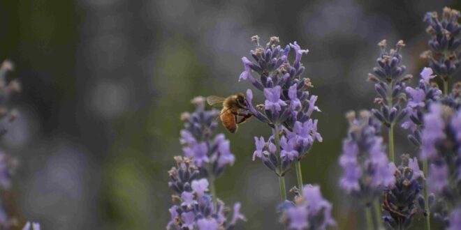 Kashmir’s Farmers Are Swapping Apples for Lavender & Finding Profits in Purple Fields