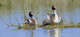 How Menar Became India’s ‘Bird Village’: Home to 100+ Species & a Global Model for Conservation How Menar Became India’s ‘Bird Village’: Home to 100+ Species & a Global Model for Conservation