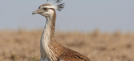 Rajasthan’s Desert Communities Are Saving Godawan, the Great Indian Bustard From the Edge of Extinction — Here’s How