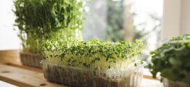 Growing microgreens at home-Easy steps shared by a 17 year old !