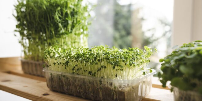 Growing microgreens at home-Easy steps shared by a 17 year old !