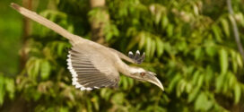 Gone for 60 Years, Indian Grey Hornbills Return to Gir — What It Reveals About the Forest