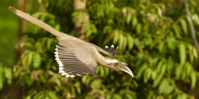 Gone for 60 Years, Indian Grey Hornbills Return to Gir — What It Reveals About the Forest